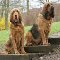 A Bloodhound dog has a strong constitution, good muscles, and a massive head. Most of the folds  ...