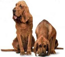 Thanks to his phenomenal instinct, this dog has accompanied hunters since ancient times: he look ...