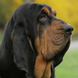 Bloodhounds are dogs so ancient that it is almost impossible to trace their origin and distant a ...