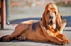 Bloodhound barks rarely, but accurately: a low “trumpet voice” emanating from the dog is clearly ...
