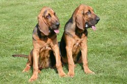 The main problems facing the trainer of the breed are the natural stubbornness of its representa ...