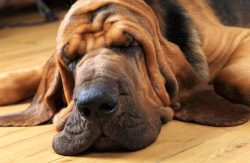 Good prevention of volvulus, which hounds are prone to, will be installed at an angle and fixed  ...