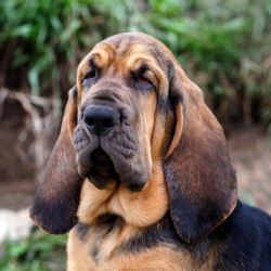 It should not be forgotten that a bloodhound is a bloodhound. Burying his nose in the ground, he ...