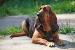 Bloodhounds do not need a specific diet and are content with the classic dog menu, consisting of ...