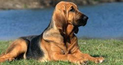Gradually, you can expand the command vocabulary of the hound, explaining the meaning of such re ...