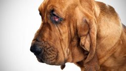 The characteristics of the breed make it easy to keep a Bloodhound both in a city apartment and  ...