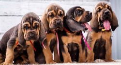 Folds and wrinkles on the head of an animal are not only part of the breed’s image, but al ...