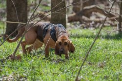 Bloodhound ears also need care. Not only do they catch a lot of dirt and dust after each walk an ...