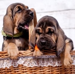 Bloodhounds have strong white teeth that meet in a classic scissor (preferred) or pincer bite.
