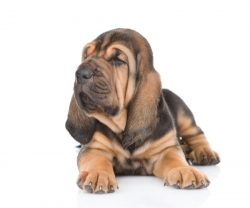The breed works masterly even on the old trail with a prescription of 300 or more hours.