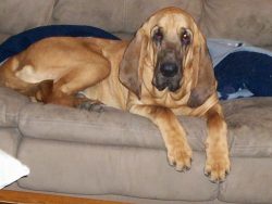 To maintain health, large dogs need a properly selected diet based on highly digestible ingredie ...