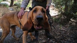 Despite their formidable appearance, Bloodhounds are not involved in the security service. Due t ...