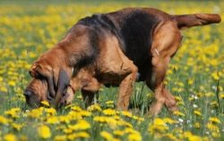 The Bloodhound breed, despite its menacing appearance and size, is very fond of people. And even ...
