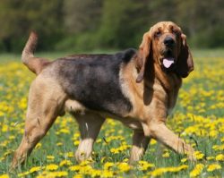 Bloodhounds especially like the traditional celebrations that are repeated from year to year. In ...