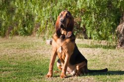 The Bloodhound breed of dog has a short coat and therefore needs to be combed out once a week. T ...