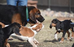 Usually, these dogs get along well with other pets. Bloodhound ears and eyes will require attent ...