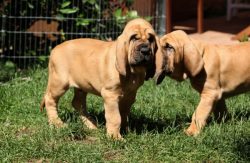 The laziest breed in the world. The kindest. If you run away, no problem! Look for the nearest t ...