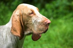 Bloodhound has medium-sized eyes with no tendency to bulge. The standard shades of the iris are  ...