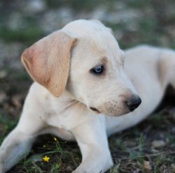 The front limbs of Blue-Lacy are slender, strong, straight. Hind legs – parallel with prom ...
