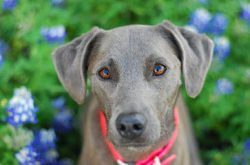 Completely loyal to the owner, they painfully perceive screams and aggressive discontent. Blue L ...