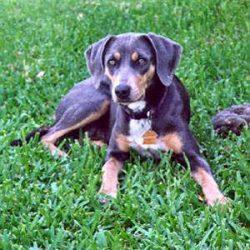 Although the exact pedigree of the Blue Lacy is not clear, official records state that they were ...
