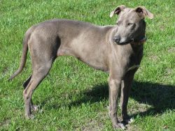 Due to good immunity and excellent heredity, these dogs are long-livers for their parameters. Th ...
