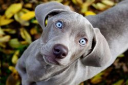 The sensitivity to anesthesia in a significant percentage of the breed is of great concern. A do ...