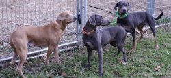 Dogs will get along with cats if they grew up next to them, otherwise, cats will be hunting prey.
