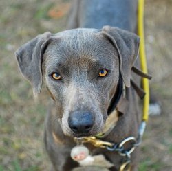 Blue Lacy in need of a mobile lifestyle, which includes a variety of leisure activities. Games,  ...