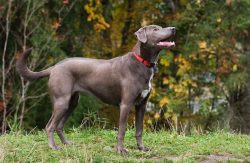 Bred as working dogs, the breed is an incredibly motivated and hard-working animal. Those lookin ...