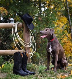 Communication will only benefit your pet. He will be very happy. And you just have to schedule i ...