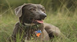 Buy purebred puppies Blue Lacy possible breeders, kennels, among fans, but the cost is, of cours ...
