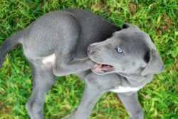 The Blue Lacy is very often used as a hunting dog, showing a high level of aggression towards th ...