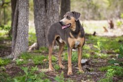 Blue Lasy does not require special care. Animal hair is short and practically does not shed, so  ...