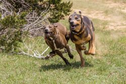 While the Blue-Lacy is not aggressive, many breed individuals have very strong protective instin ...