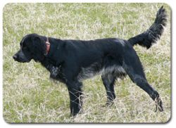 A hunting breed of exceptionally disciplined dogs, today they are widespread only on the territo ...