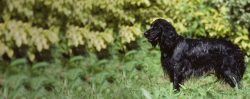 Puppy prices may vary depending on the blood value and the parent’s hunting skills.
