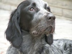 Their hanging shape contributes to the development of inflammation, especially if your spaniel i ...
