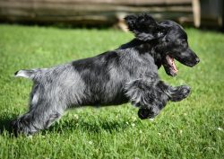 These are balanced and alert dogs, very attached to the owner. Calm, kind, smart, unperturbed, p ...