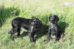 The Blue Picardy Spaniel is an excellent hunting dog that can perform well in any terrain, inclu ...