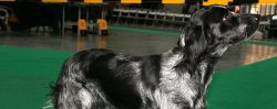 The long coat of these exquisite spaniels does not require frequent bathing, but it will have to ...