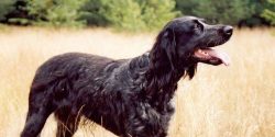 The first mentions of French spaniels date back to the 11th century. At that time, only royal fa ...