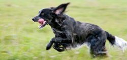 Blue Picardy Spaniels treat people well, therefore they are easy and relatively quick to train.