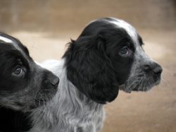 These are balanced and alert dogs, very attached to the owner. They are affectionate with small  ...