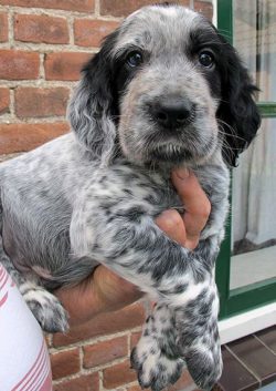Spaniel is a dog of one owner. He treats all family members with love and affection, but there i ...