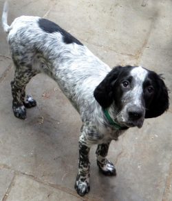 Today, the Blue Picardie Spaniel is mostly found in its homeland in Picardy, and a small number  ...