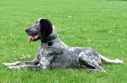 Hunters still highly value the colossal performance of the Blue Picardy Spaniel.
