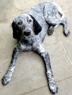 This beautiful little French spaniel is renowned for its endurance, which allows it to withstand ...