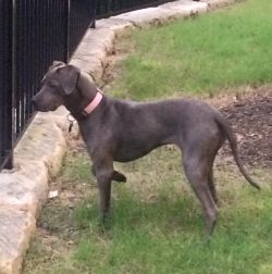 Blue Lacy is very clever, quick-witted, and attentive, so easily trainable and quick to memorize ...