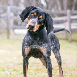 The Bluetick Coonhound has a short, smooth coat with a fairly low shedding rate. 